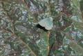 Callophrys mystaphia (Işgınzümrütü, Minikzümrüt)